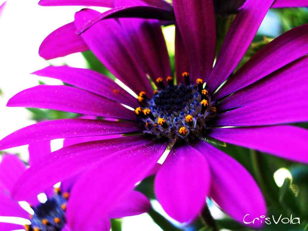cristian nevola moments - flower 