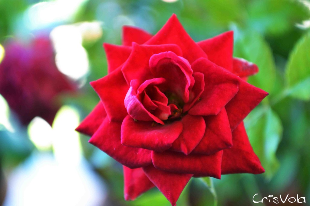 moments - rose moments photo music flowersphoto and music maker cristian nevola crisvola